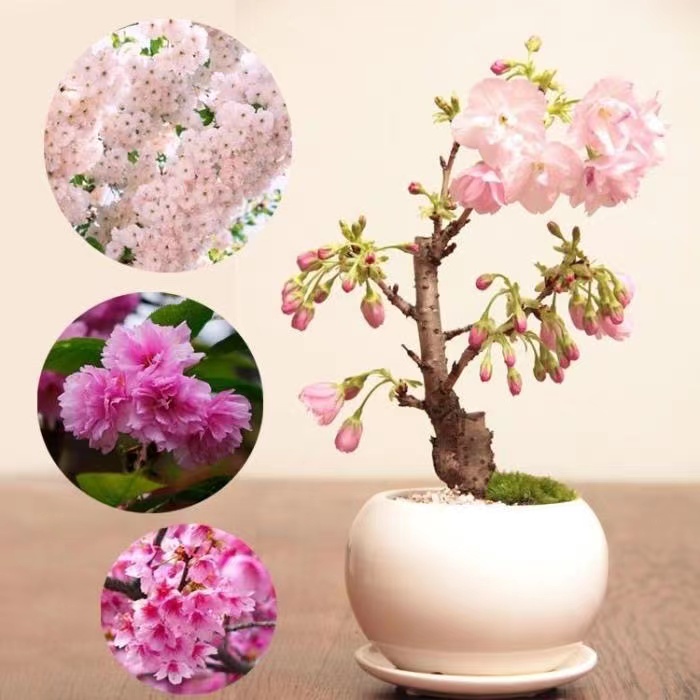 （種植教學） 櫻花種子 花種四季開花 室內易活 花卉桌面 栽花草植物種孑花種籽
