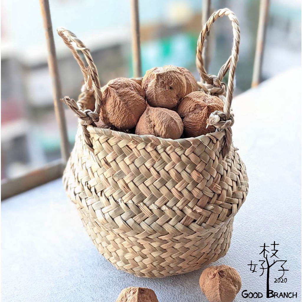 《好枝子 Good Branch》千年桐 油桐 油桐果 乾燥種子 種子手作 種子 果實 花材 植物裝飾 手作DIY花材