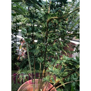 花花世界_蕨類植物極綴化腎蕨5吋盆高30-40cm葉型奇特 稀有品種