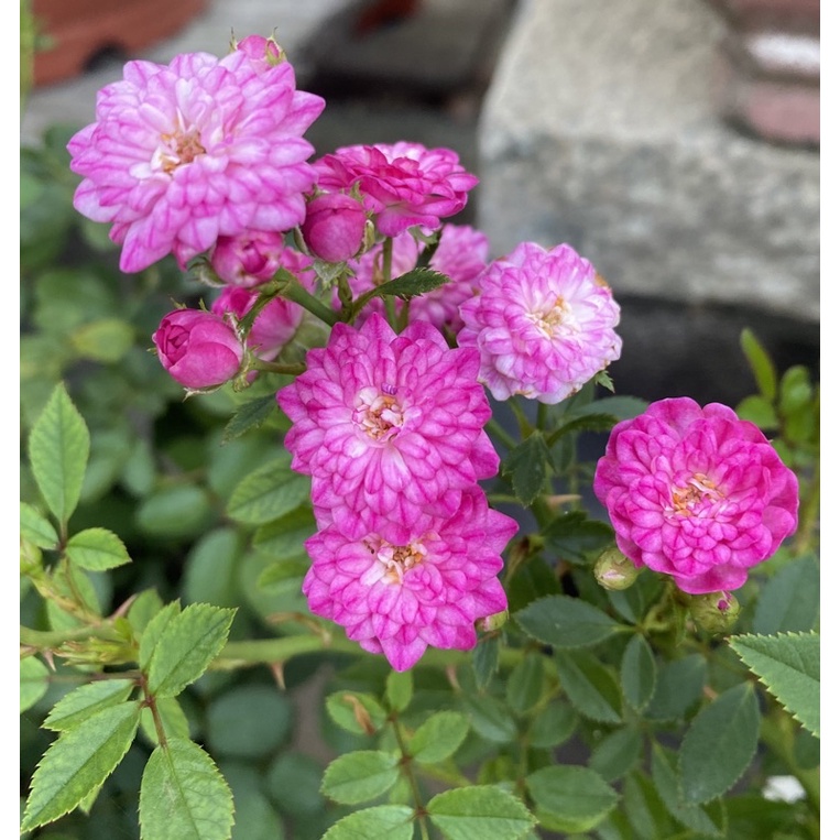 玫瑰花 日本紫紅照葉薔薇天使薔薇微月玫瑰 蝦皮購物