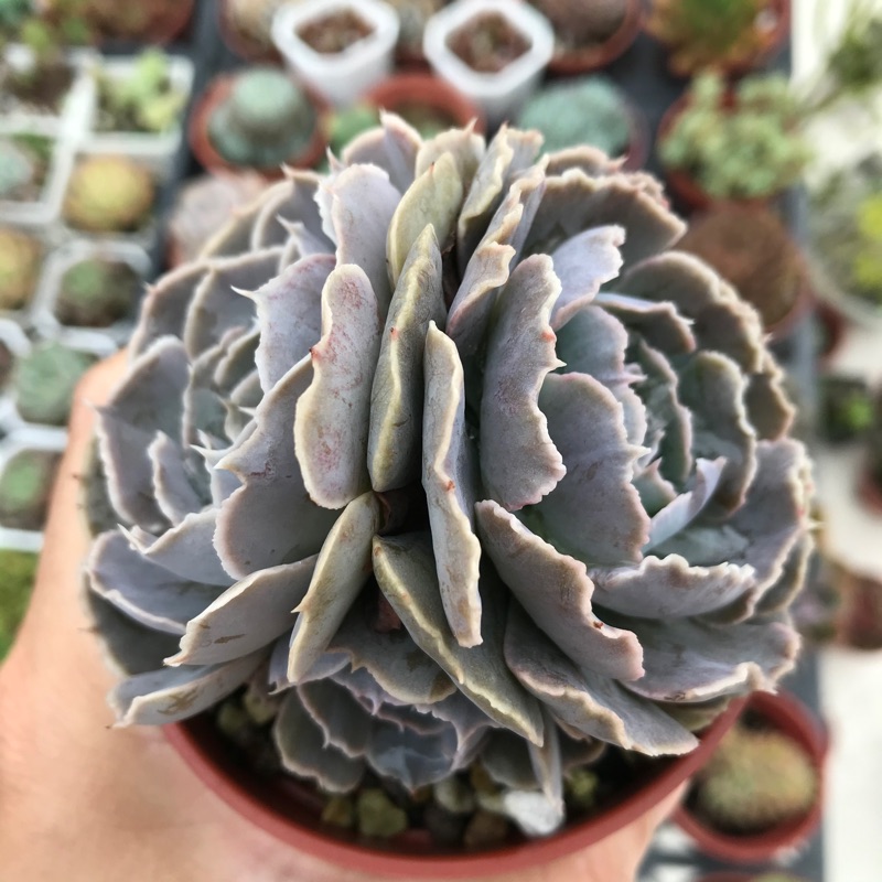 弄草隅 紫蝶石化 多肉植物 實品拍攝 蝦皮購物
