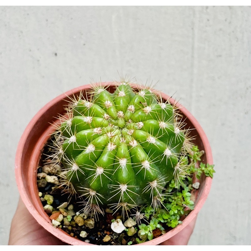 仙人掌 金盛丸 海膽仙人掌 小萌肉愛多肉 蝦皮購物