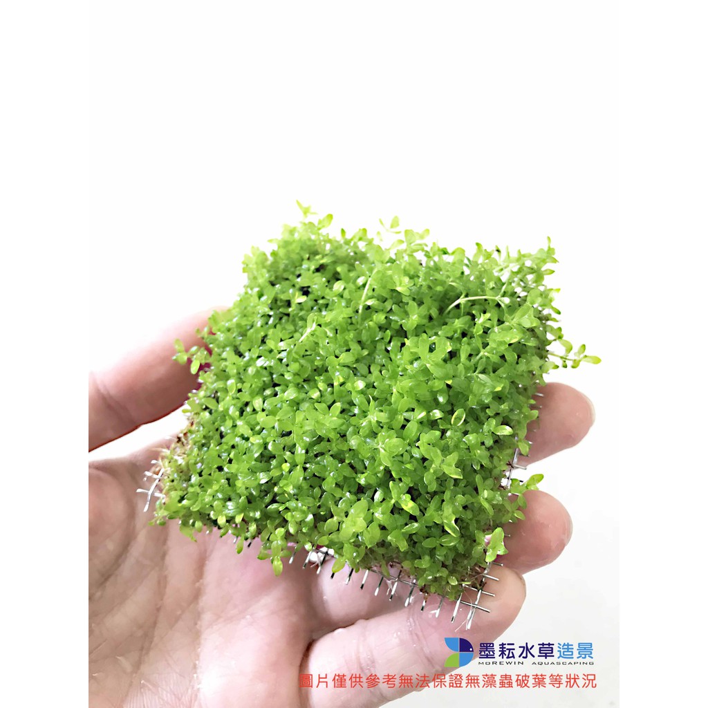 墨耘水草 日本珍珠草7x7 Cm一片 50元後景不需co2 耐熱水族 蝦皮購物