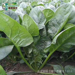 種子夯【大葉菠菜種子】耐寒紅根圓葉菠菜籽耐熱陽臺四季播蔬菜種子 WjAG