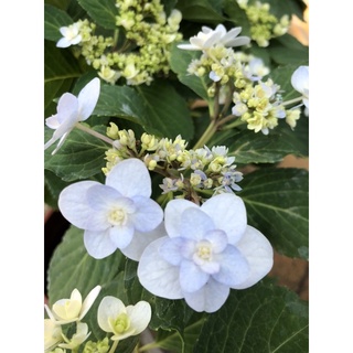 植株無花 星花火繡球花 6吋盆 季節限定盆栽 植株修剪過了 蝦皮購物