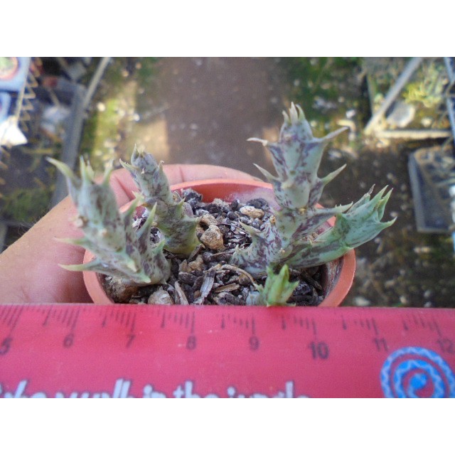 ~~友仙屋仙人掌與多肉植物--5511.orbea semitubiflora
