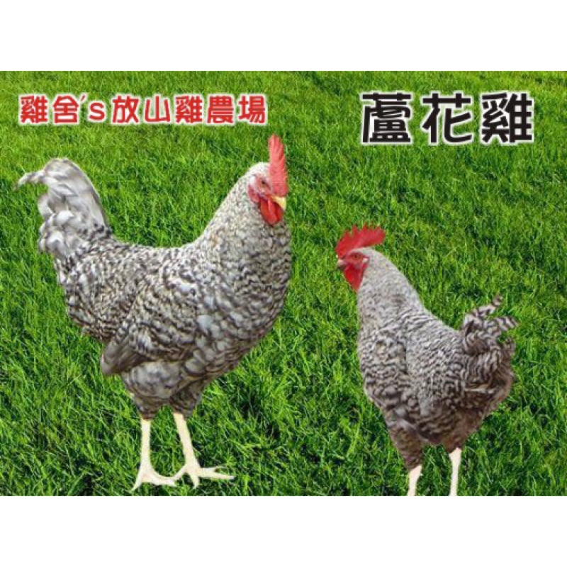 雞舍 S放山雞農場 請暫時不接單 無藥無毒零污染 真正在山上跑的放山雞 蝦皮購物