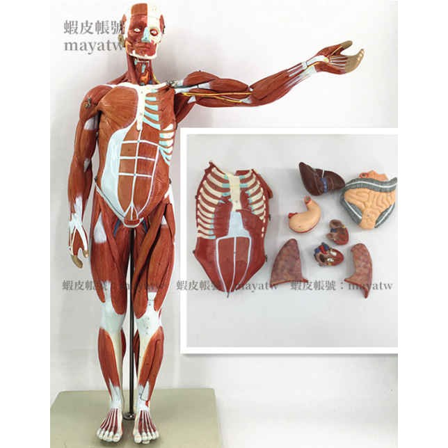 (MD-B_1184)80CM人體全身肌肉附內臟模型 肌肉解剖模型 肌肉人模型 肌肉分布