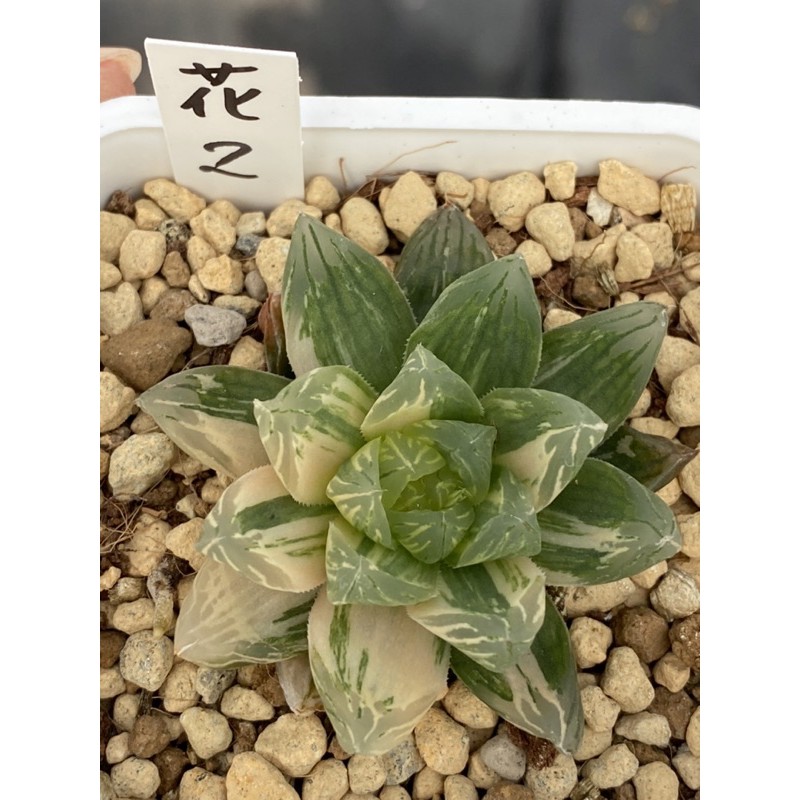 Haworthia ハオルチア花火オブツーサ錦 蝦皮購物