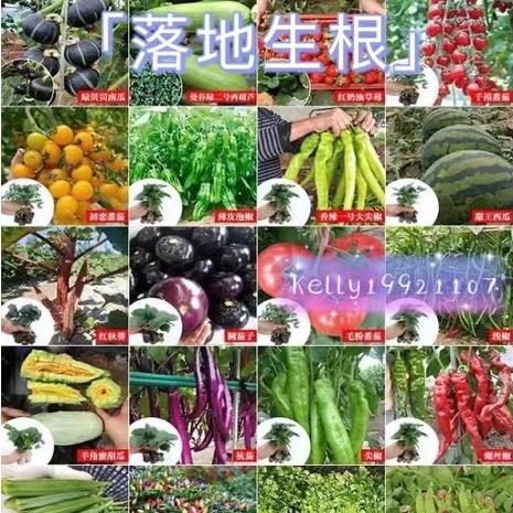 【落地生根】16種春季蔬菜種子大全四季豆角黃瓜番茄西瓜苦瓜絲瓜茄子辣椒種籽