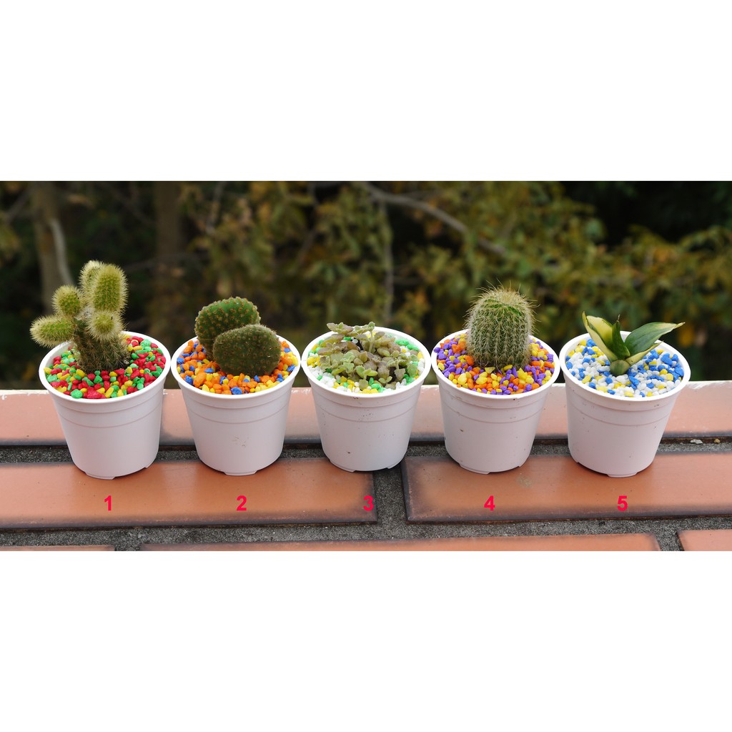 繽紛療癒小盆栽 2寸 室內植物多肉植物療癒植物觀葉植物 花樣渼栽盆栽生活館 蝦皮購物