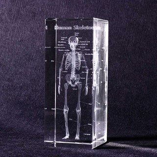 賽先生科學工廠｜透視人體骨骼水晶紙鎮(360度觀賞體驗人體的奧妙)