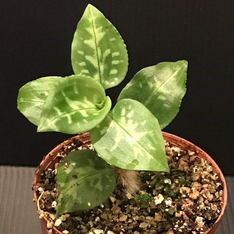 絕瑟植物 台灣寶石蘭 蝦皮購物