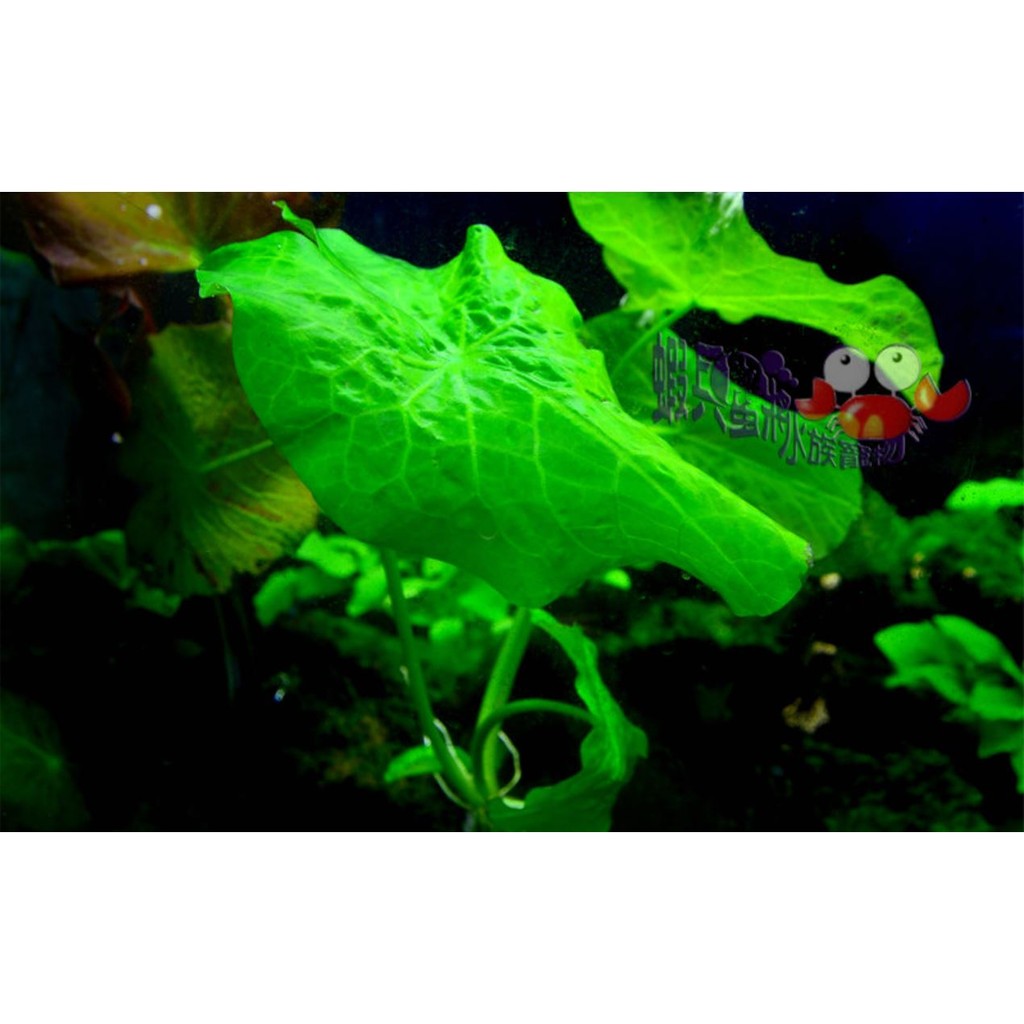 蝦兵蟹將 水草造景 南美綠睡蓮 單株 前景草中景草水中葉陽性水草南美青睡蓮 蝦皮購物