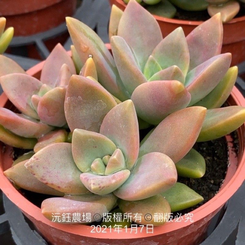沅鈺農場多肉植物加州夕陽 露養植物輕微曬傷 蝦皮購物