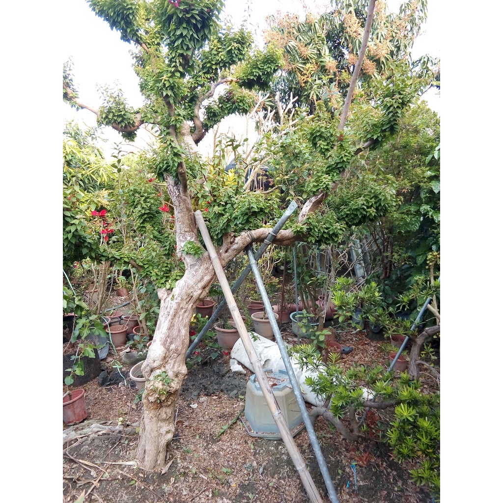 八房九重葛300cm 無刺（紅花 紅色 老欉 盆栽 植栽 植株 綠籬 庭園造景 庭院造景 大型 巨型）