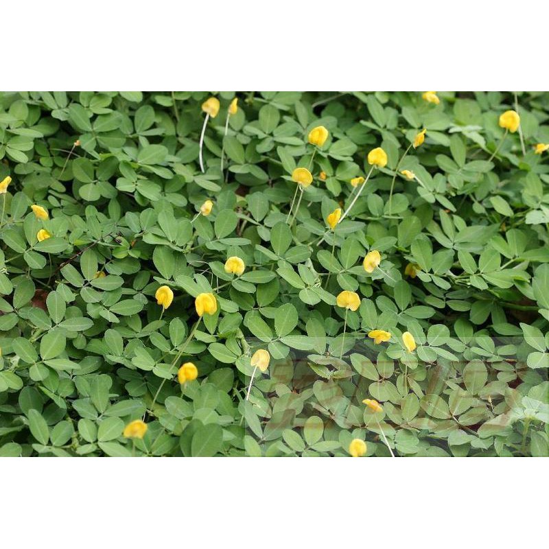 蔓花生 Ptt Dcard討論與高評價網拍商品 21年8月 飛比價格