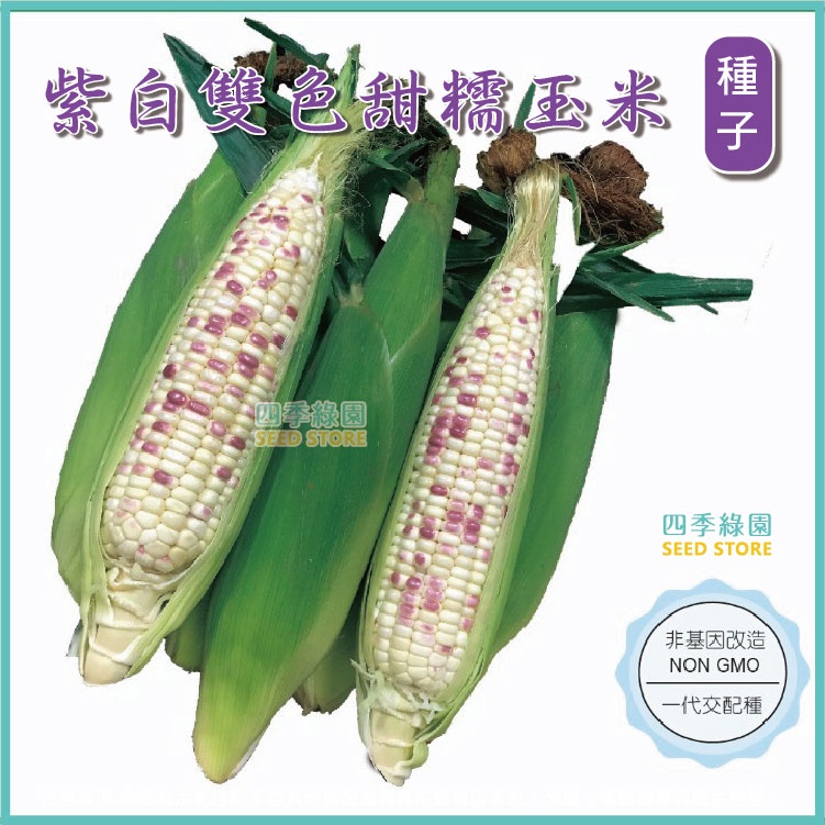紫白雙色甜糯玉米 非基因改造 一代交配種【四季綠園】