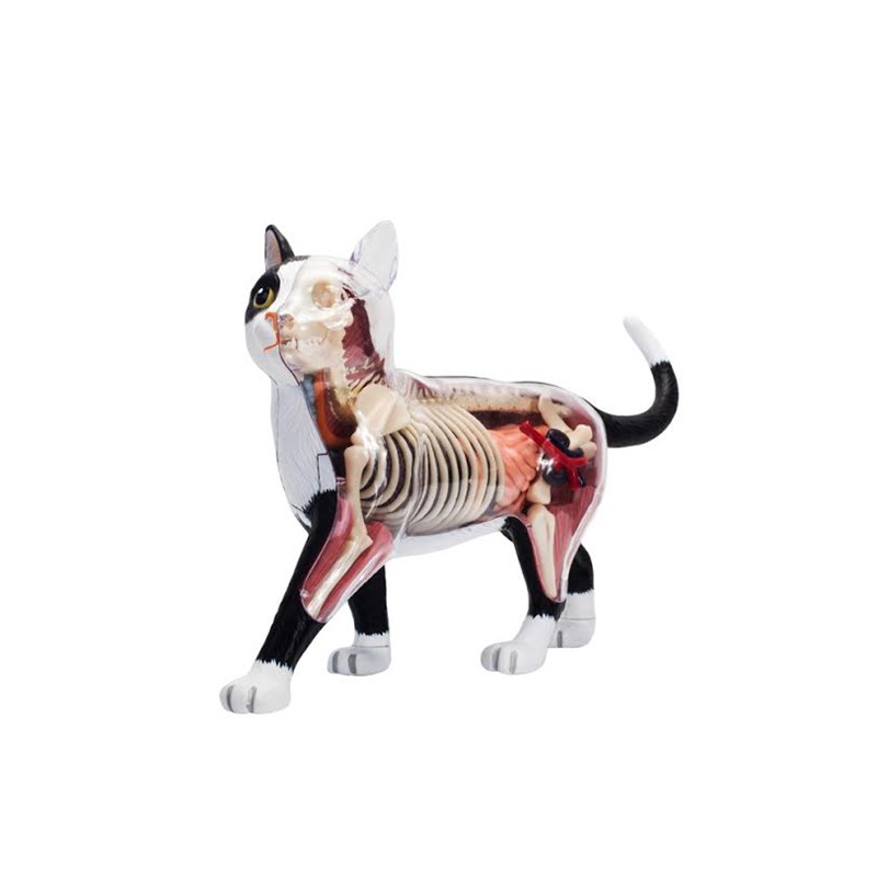 4D Master 4D透視黑白貓模型 貓咪模型 動物模型 黑白貓解剖拼裝模型 醫學教學模型
