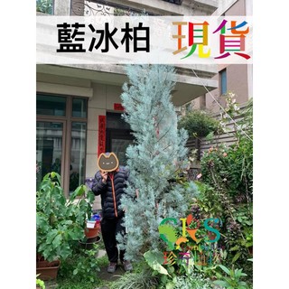 藍冰柏 黃冰柏 藍柏 常綠樹種 含盆寄出 宿霧藍 珍奇植物 觀葉植物