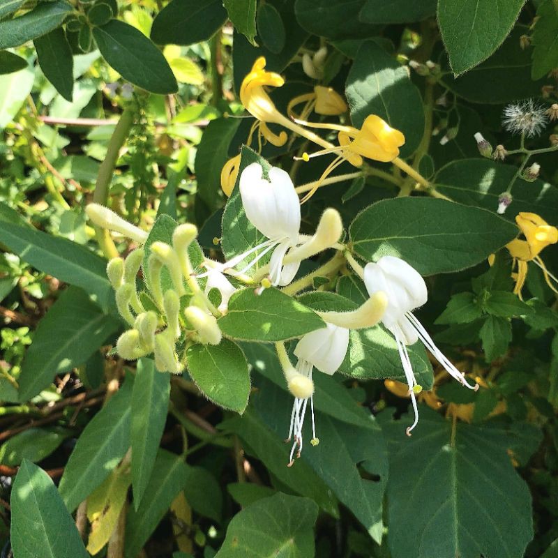 四季春園藝 金銀花盆苗盆栽毛忍冬鴛鴦藤茶葉花金銀藤忍冬二寶花 雙花四時春 蝦皮購物