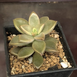 朧月多肉植物的價格推薦 21年8月 比價撿便宜