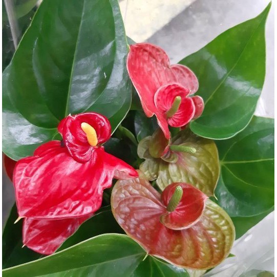 花花世界 襯景植物 花中花火鶴花 5吋 高30 50cm Ma 蝦皮購物