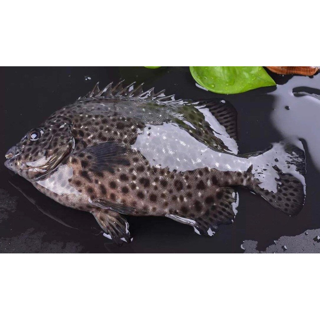 野生夢幻石鯛魚 石鯛魚 三去 去鱗 鰓 肚 真空 蝦皮購物