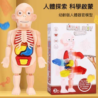 鼎威/臺灣現貨/兒童人體器官模型DIY拼裝玩具 益智玩具 激發想像力 親子互動 桌遊