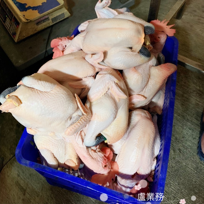 放山雞 小土雞（全雞）10隻🐔每隻約1.45公斤