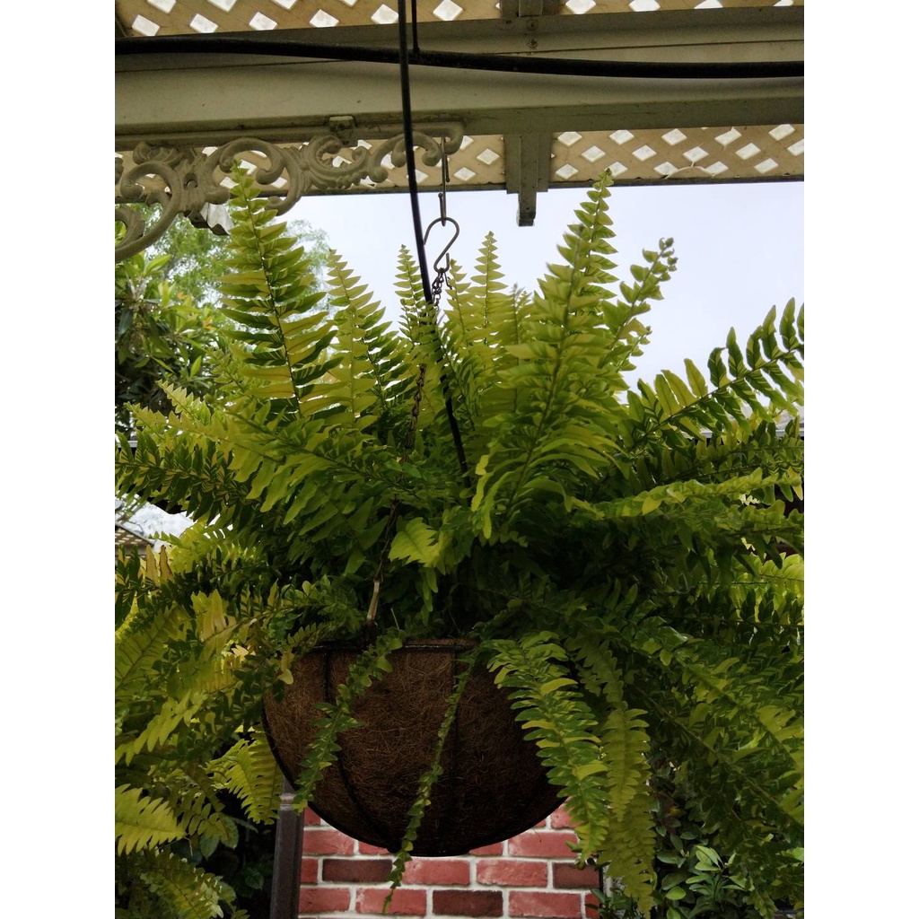 ☈綠玫☈觀葉植物☈虎斑瀑布蕨☈☈椰纖花球吊盆(高約30-40公分)