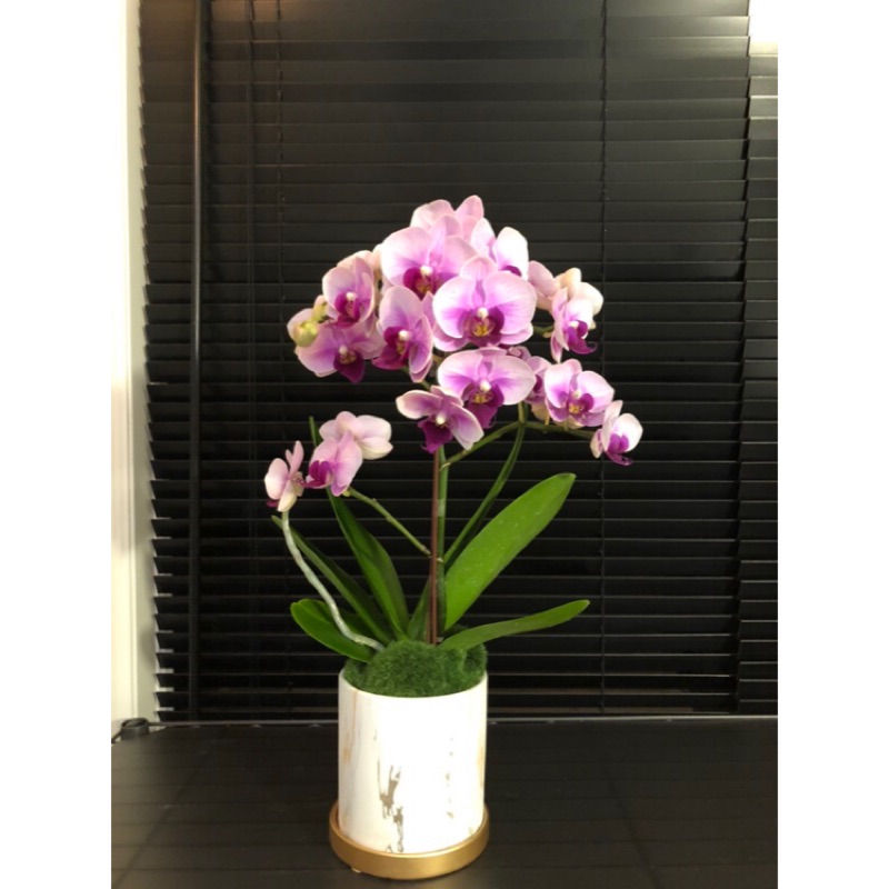 花間 蘭花盆栽 另可客制化 重植 花器 花器可單賣 辦公室桌上蘭花 升官調動開幕蘭花 蝦皮購物