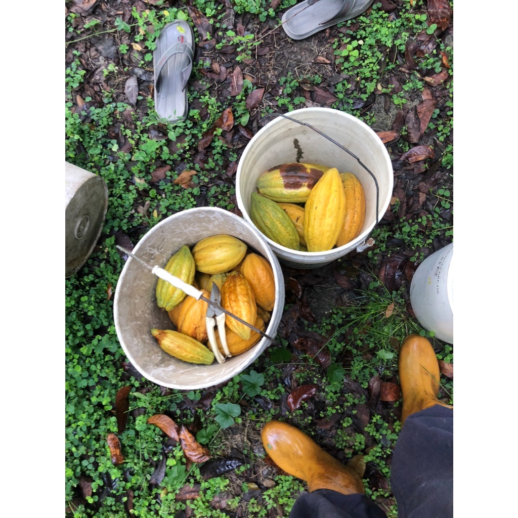 天然種植屏東黃金可可果