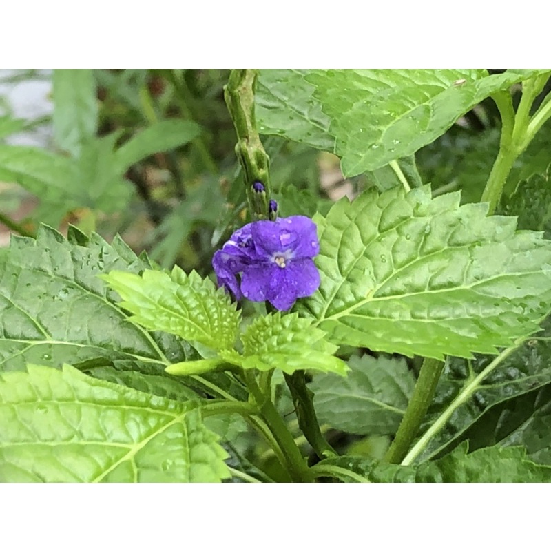 長穗木 飛比價格 優惠價格推薦 22年3月