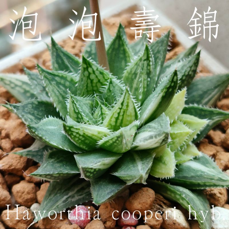 肉部屋泡泡壽錦氣泡壽錦附花牌百合阿福花科多肉植物 蝦皮購物