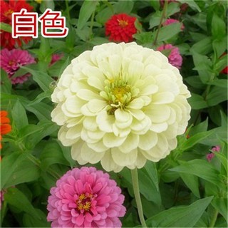四季種子百日草室外花卉植物春冬季草花種子四季種植庭院花籽花種籽子花草 蝦皮購物
