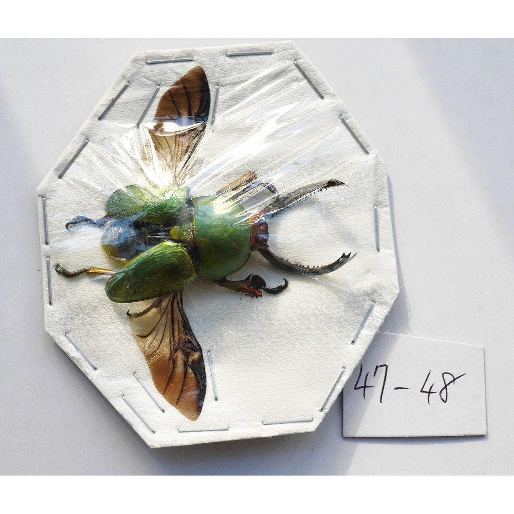 實物實拍 現貨 蝦露 展翅印尼金鍬 公47 48mm 鍬形蟲標本兜蟲標本天牛標本甲蟲乾貨收藏 蝦皮購物