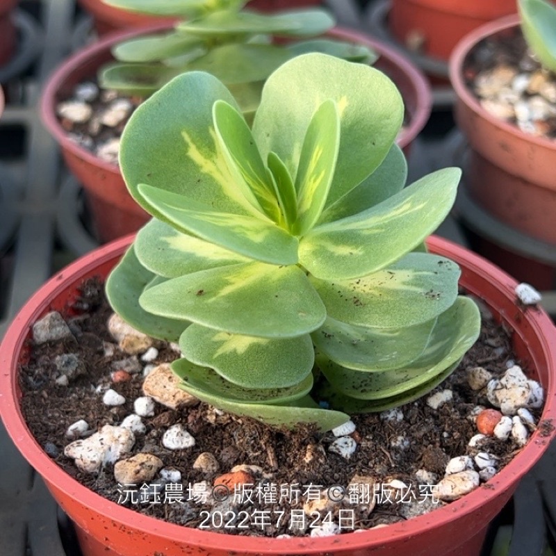 沅鈺農場多肉植物雲葉古木錦 露養植物輕微曬傷 蝦皮購物