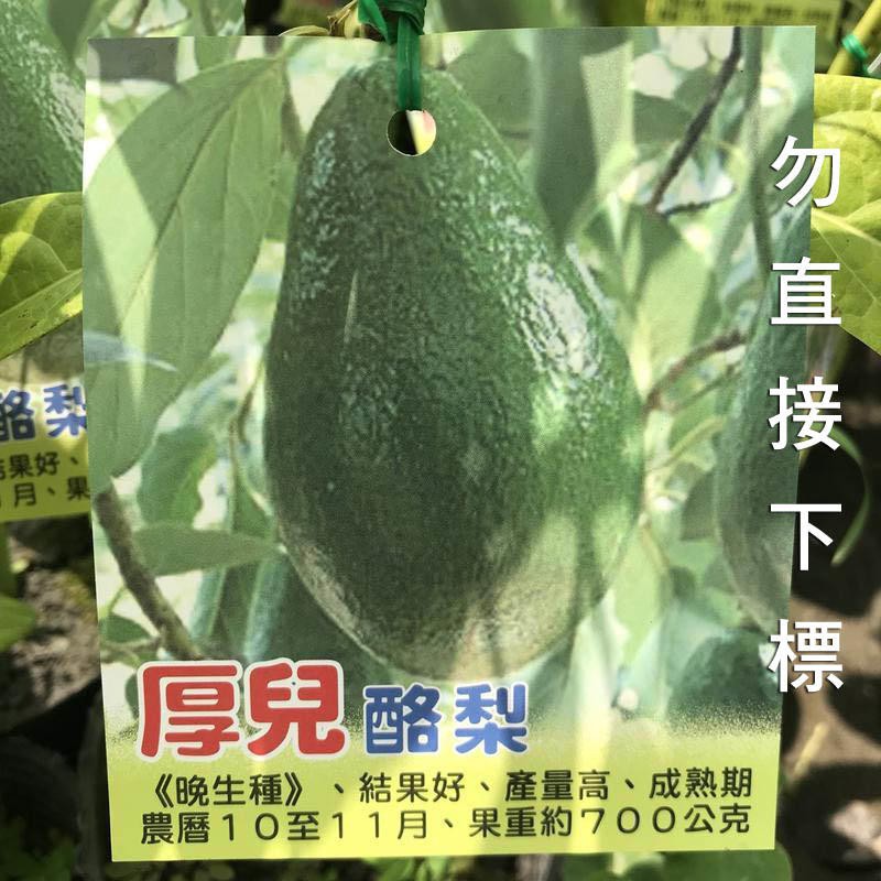 十月紅酪梨的價格推薦 21年9月 比價比個夠biggo