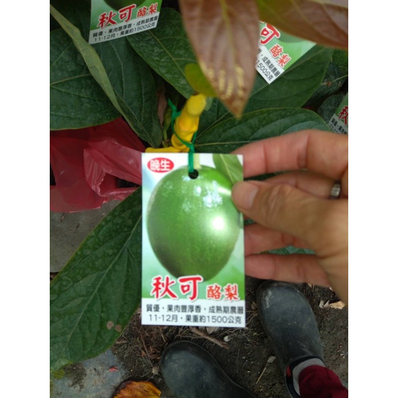 十月紅酪梨 拍賣 評價與ptt熱推商品 21年4月 飛比價格