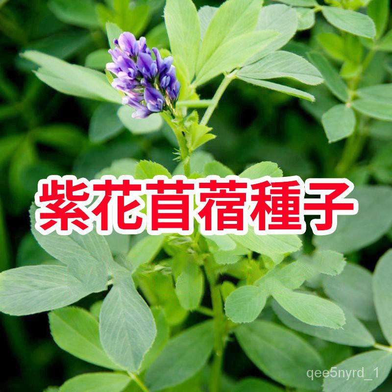 紫花苜蓿種子 Ptt Dcard討論與高評價網拍商品 21年11月 飛比價格