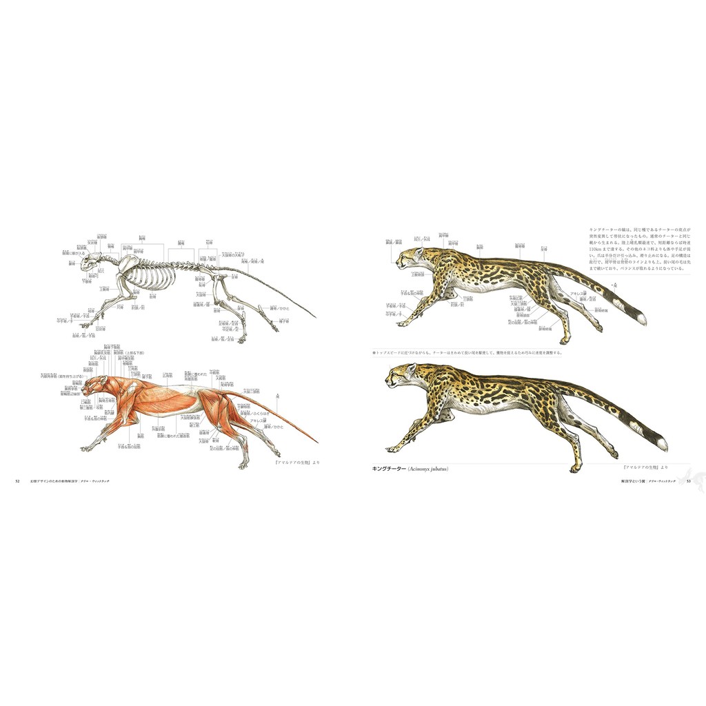 代訂 空運 日版書籍 幻獸與動物角色設計描繪解剖學完全講座幻獣デザインのための動物解剖学 蝦皮購物