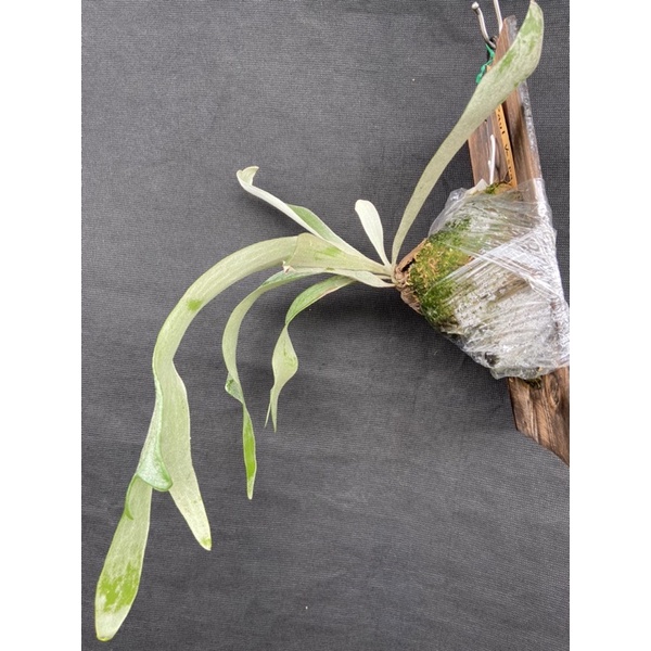 鹿角蕨-保羅家族-P. Paul Vespa-偉士牌-側芽- (己上板)療癒-文青、蕨類、雨林植物~室內~天南星-觀葉