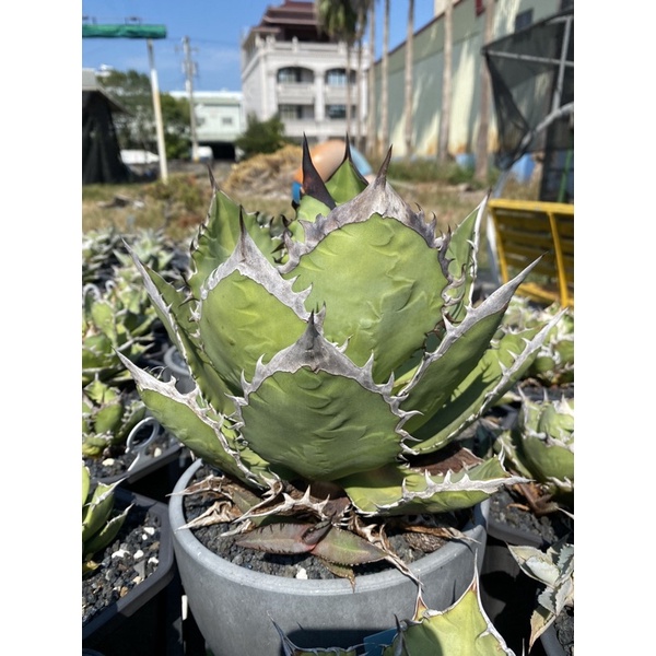 Agave 龍舌蘭 黑火焰