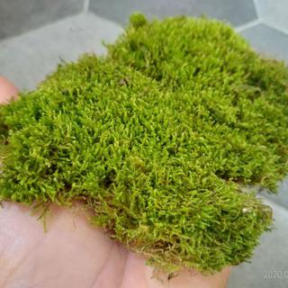 鮮活苔蘚 山苔青苔 莫絲 苔玉手作 然風苑 蝦皮購物