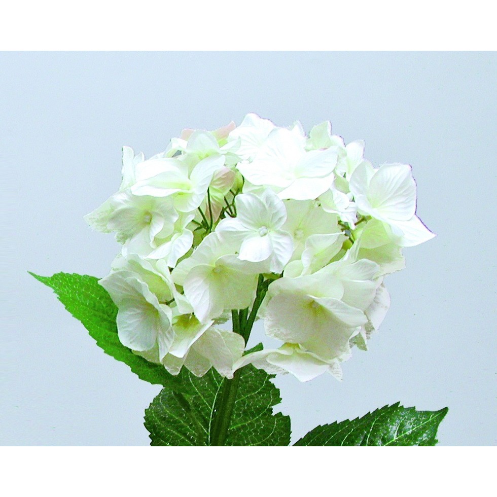勁果uj 27吋單花繡球 乳白 紫陽花 洋繡球 人造花 假花 餐廳百貨櫥窗佈置 園藝 浪漫氛圍 春節 情人節 捧花素材 蝦皮購物
