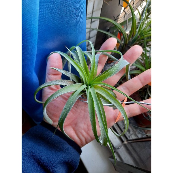 空氣鳳梨：高原 X 小精靈德魯伊，sphaerocephala x ionantha