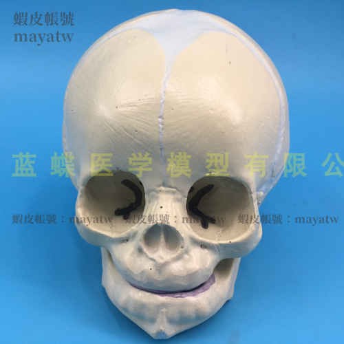 (MD-B_0612)仿真嬰兒頭骨模型 小頭顱 嬰兒頭顱 頭骨模型 幼兒頭骨 顱骨模型