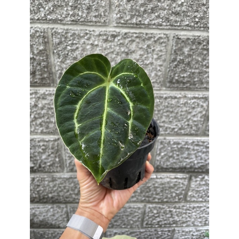 Anthurium regale 皇火鶴