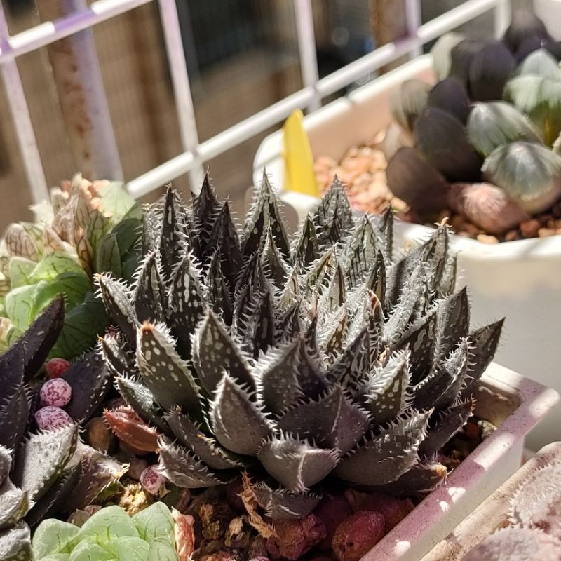 肉部屋售底座芽廣瀨hyb 玉露百合阿福花科多肉植物 蝦皮購物
